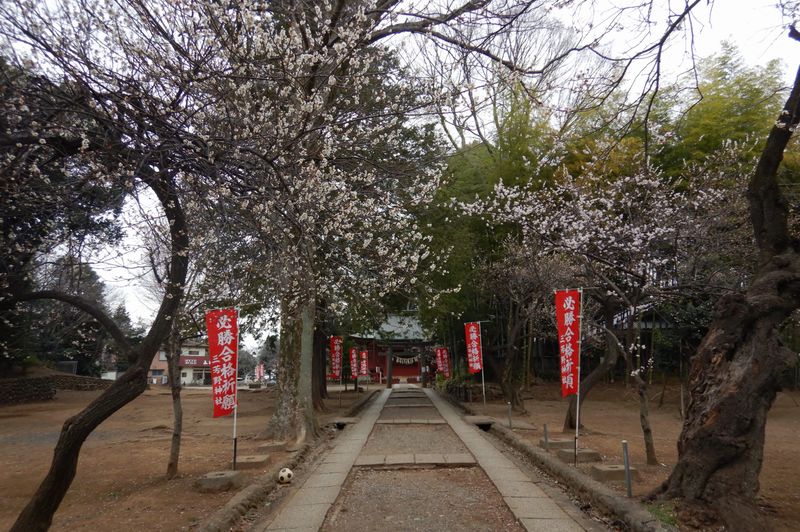 川越│三芳野神社の桜開花状況